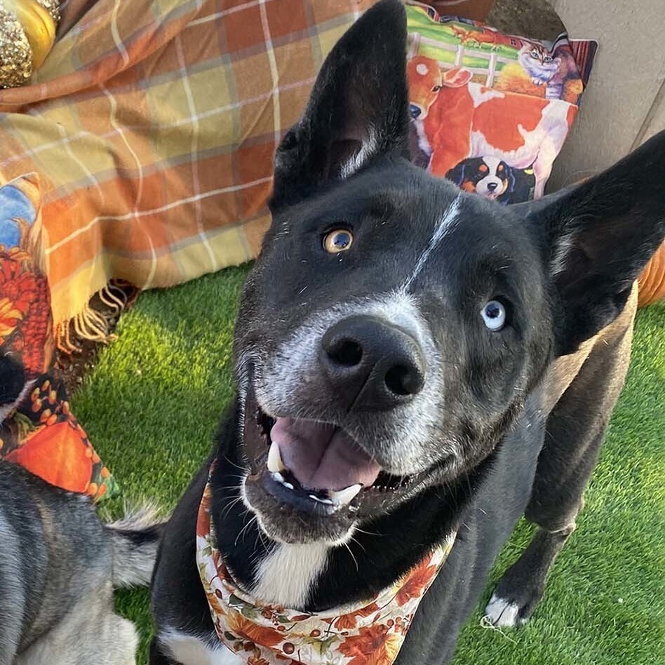 BANDIT  Beautiful Markings Border Collie Husky Mix 2