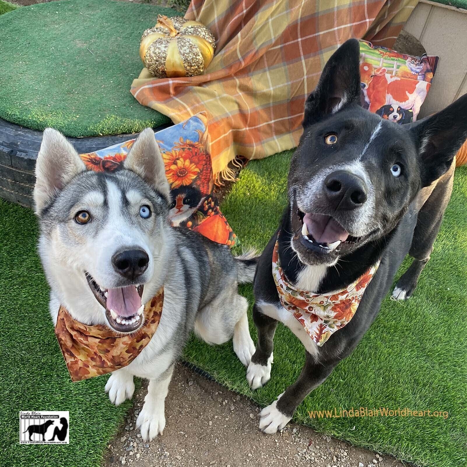 Enlarge BANDIT  Beautiful Markings Border Collie Husky Mix, a Adoptable mixed breed in Acton, CA image 4/12