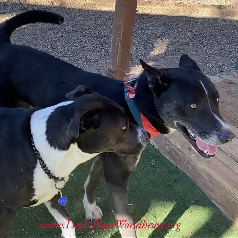 Enlarge BANDIT  Beautiful Markings Border Collie Husky Mix, a Adoptable mixed breed in Acton, CA image 5/12