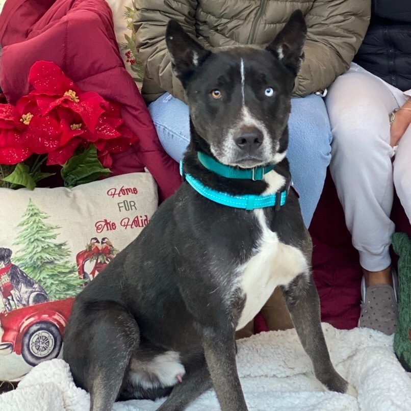 Enlarge BANDIT  Beautiful Markings Border Collie Husky Mix, a Adoptable mixed breed in Acton, CA image 6/12