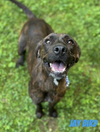 Jaybird, Adult Female Mountain Cur