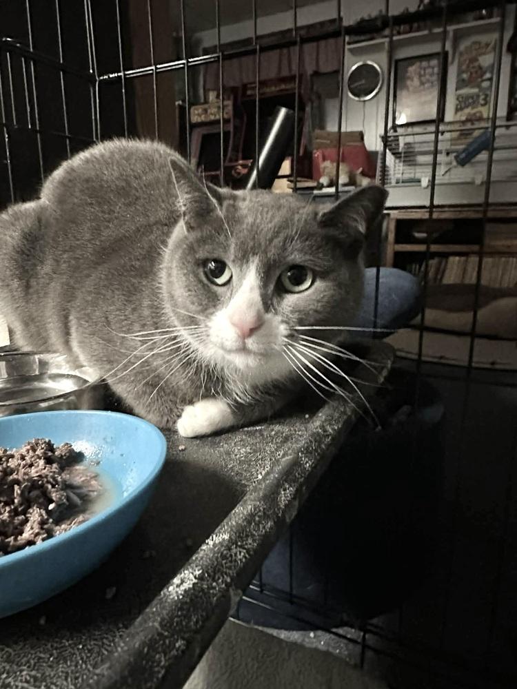 Enlarge Rain, a Adoptable Domestic Short Hair in Patchogue, NY image 5/6