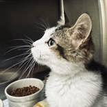 Jonah, Young Male Domestic Short Hair