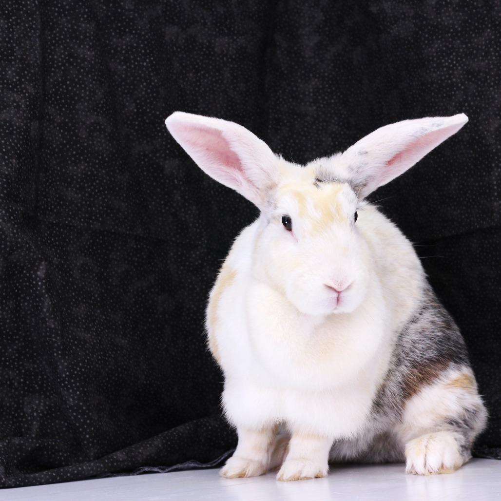 Enlarge Marion, a Adoptable Harlequin in Dayton, OH image 2/3