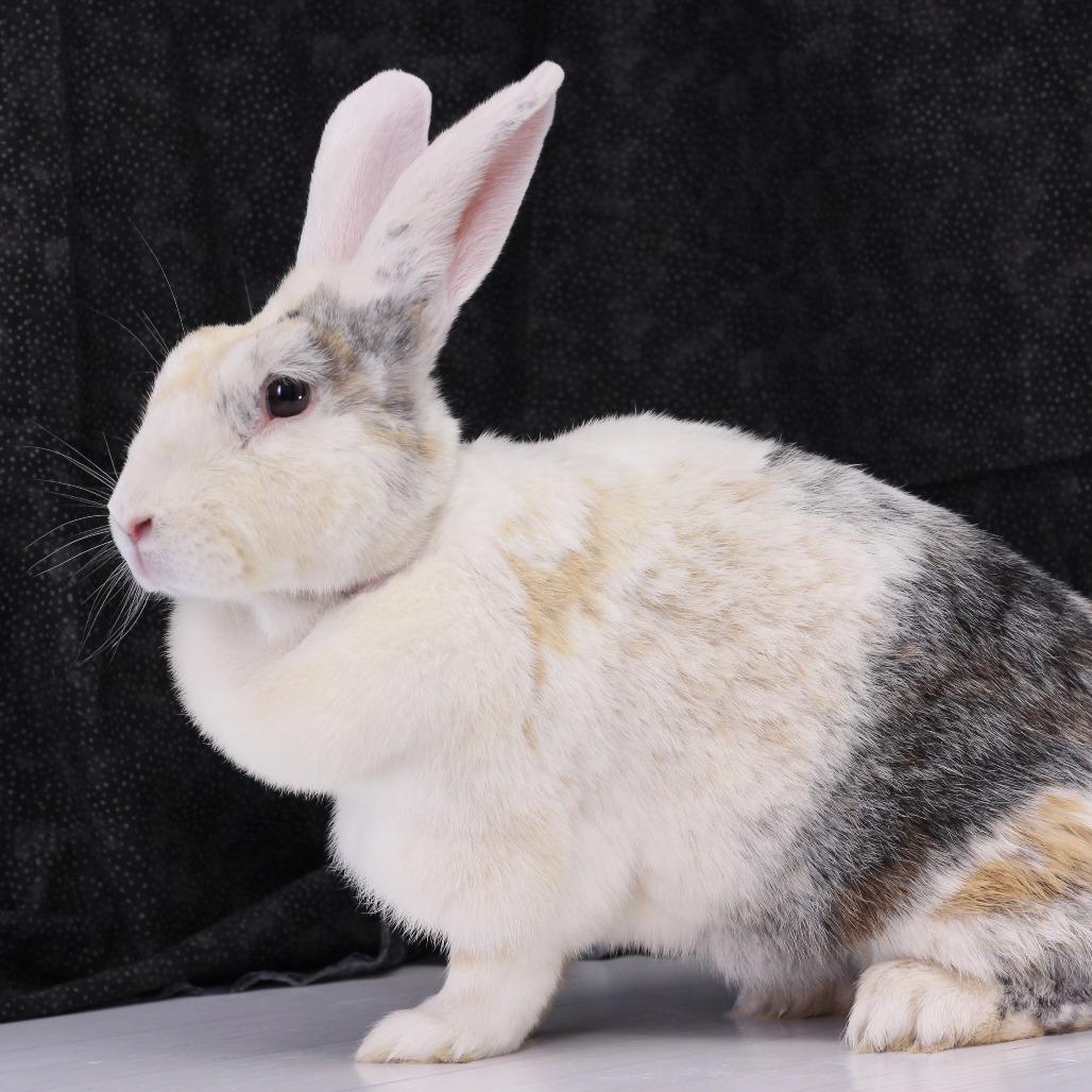 Enlarge Marion, a Adoptable Harlequin in Dayton, OH image 3/3