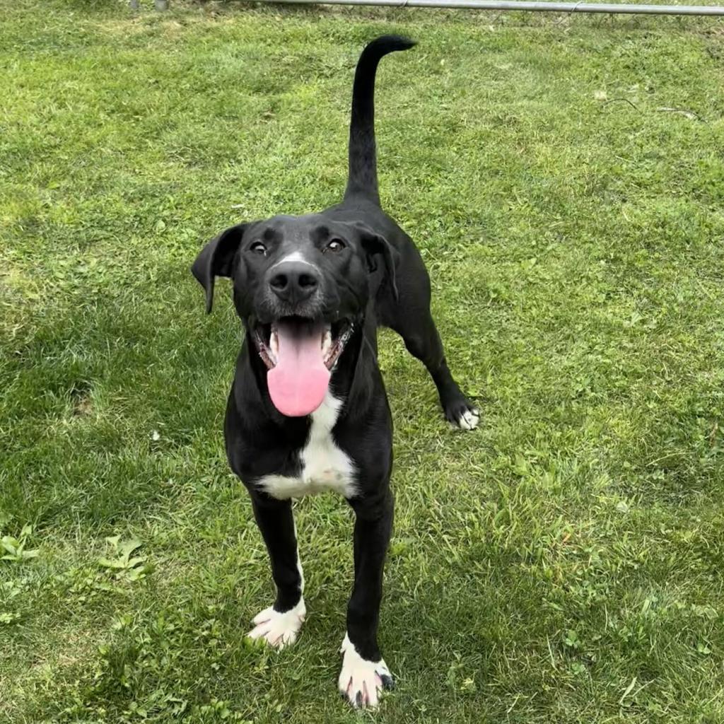 Dino, Adoptable, Adult Male Mixed Breed.