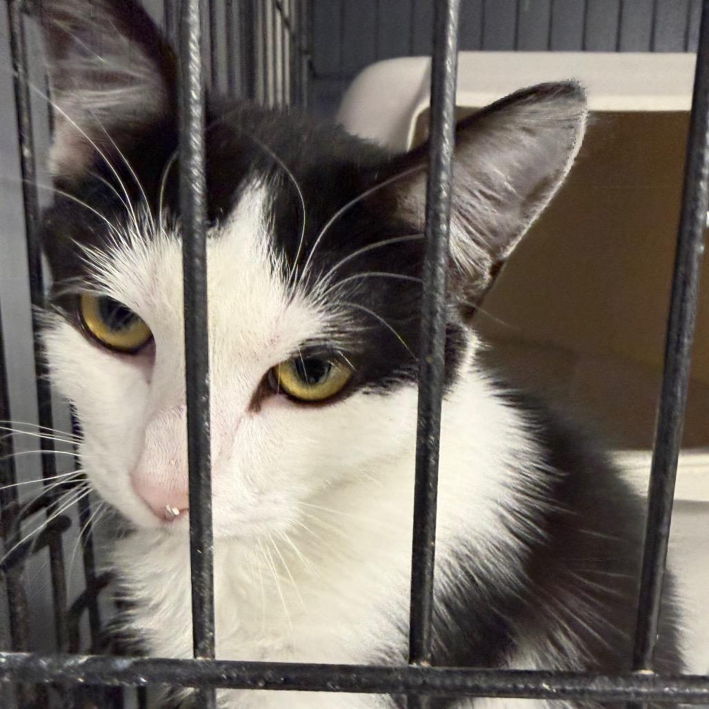 Pip, Adoptable, Young Female Domestic Short Hair.