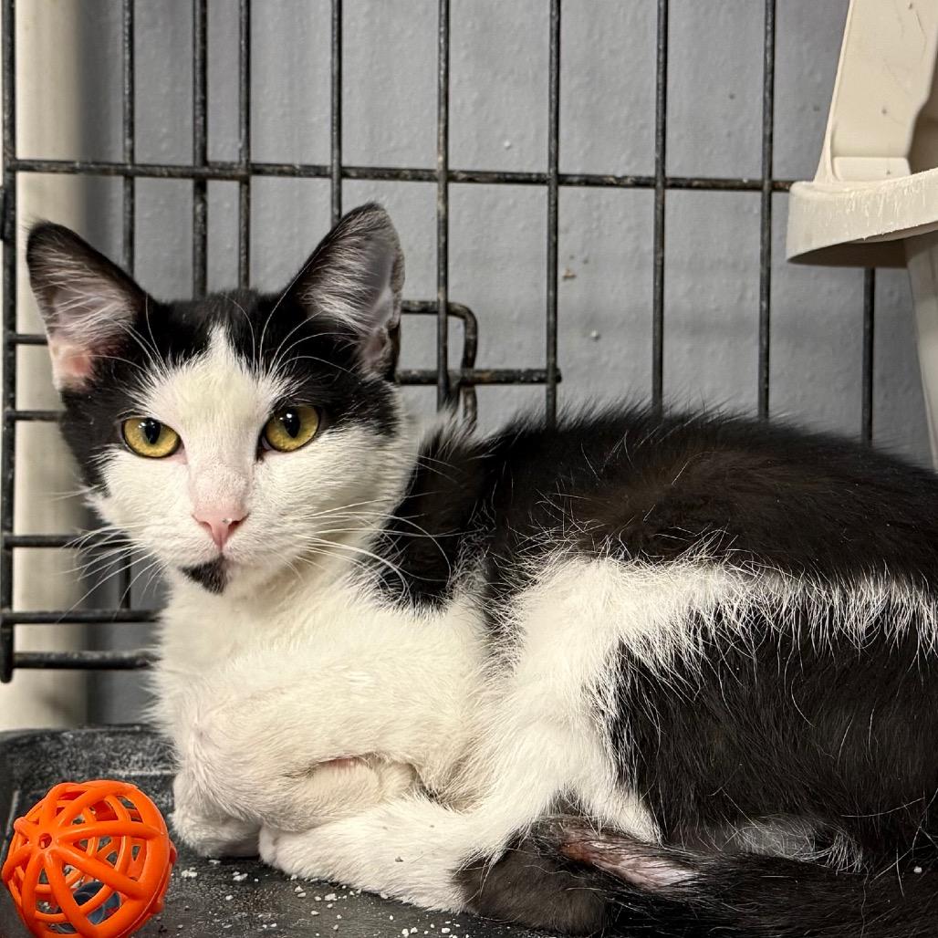 Pip, a Adoptable Domestic Short Hair in Carroll, IA image 2/2