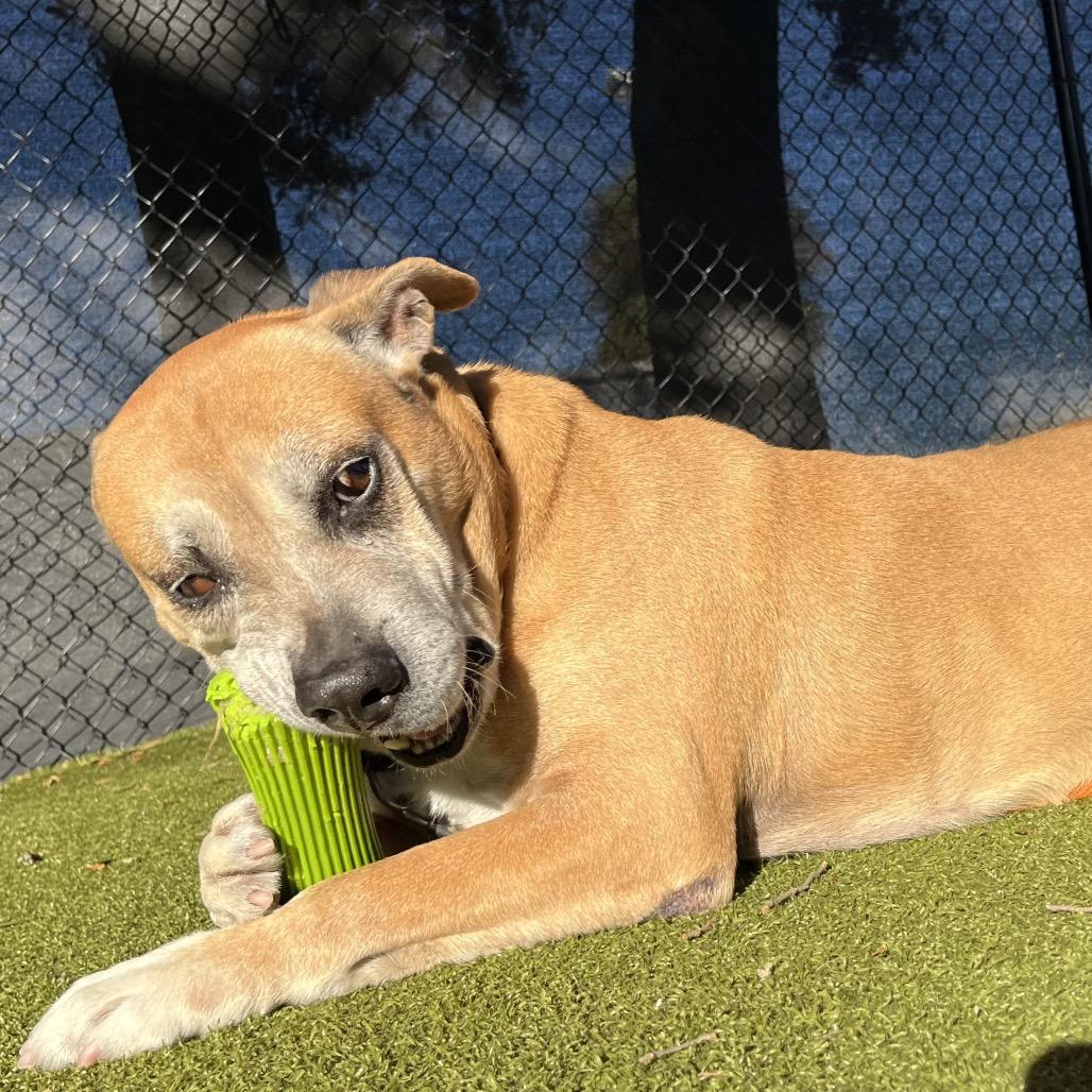 Rusty, Adoptable, Senior Male Mixed Breed.