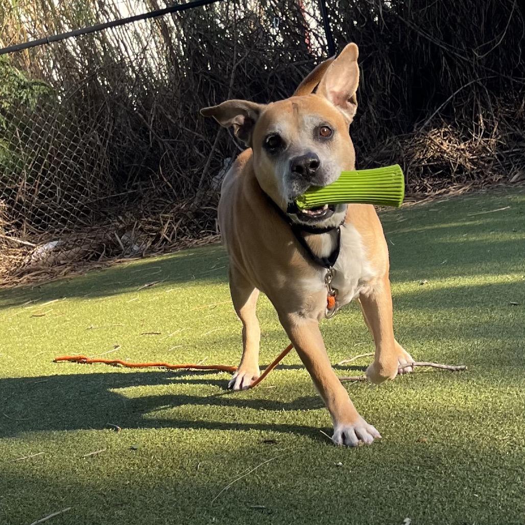 Rusty, a Adoptable Mixed Breed in Sarasota, FL image 2/6