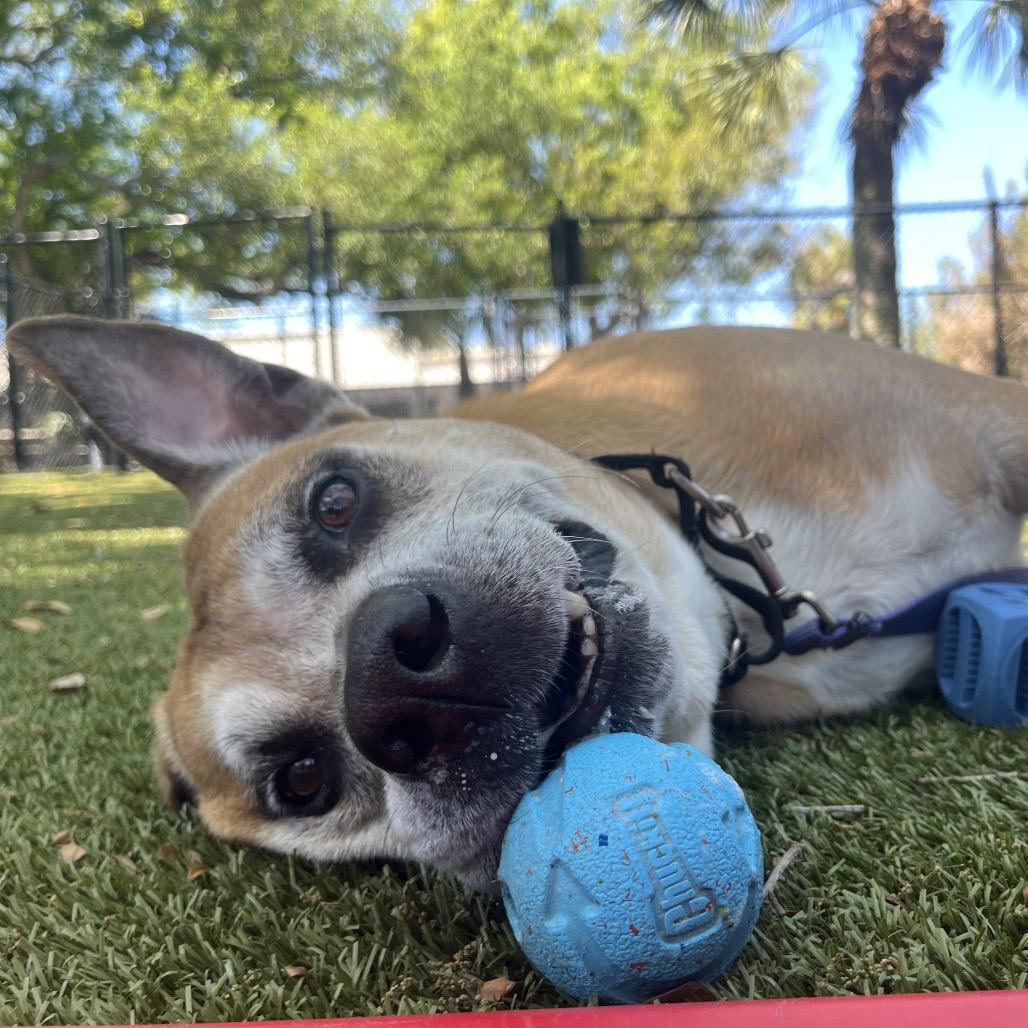 Rusty, a Adoptable Mixed Breed in Sarasota, FL image 3/6
