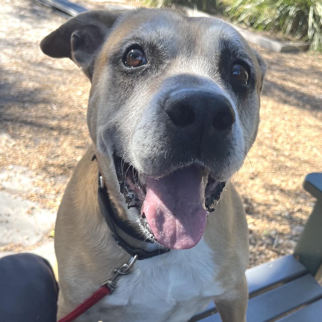 Rusty, a Adoptable Mixed Breed in Sarasota, FL image 4/6