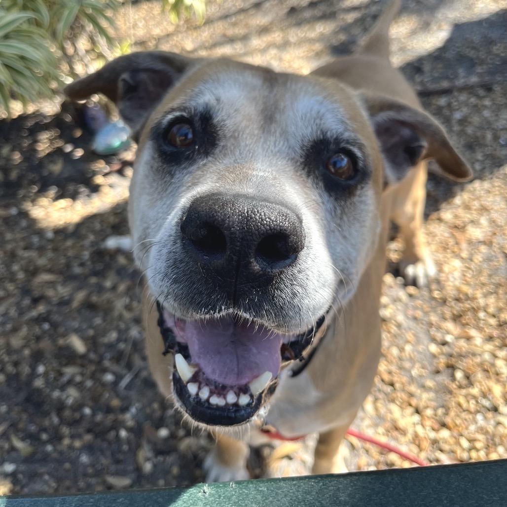 Rusty, a Adoptable Mixed Breed in Sarasota, FL image 6/6