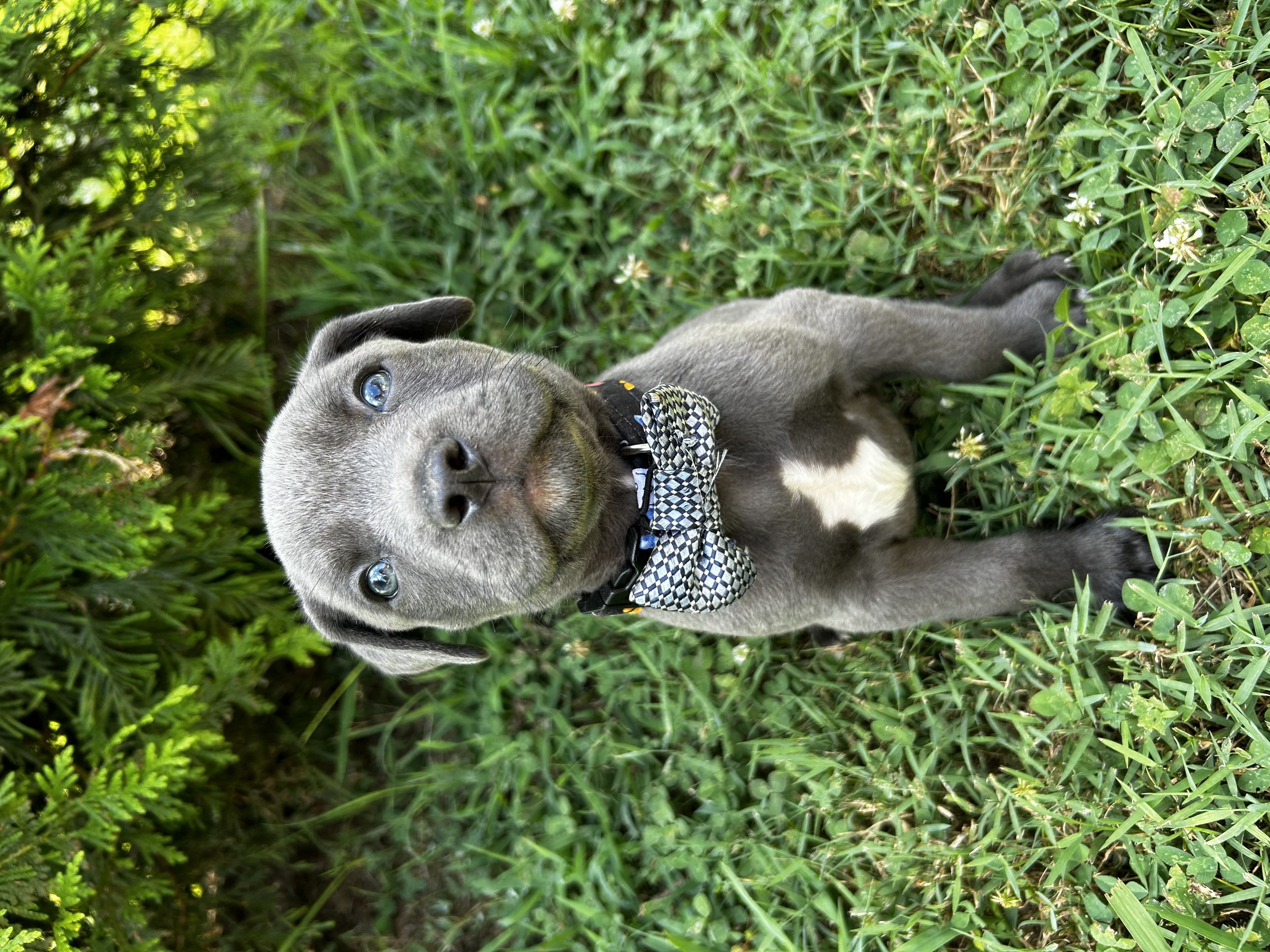 Colin, Adopted, Puppy Male Beagle.