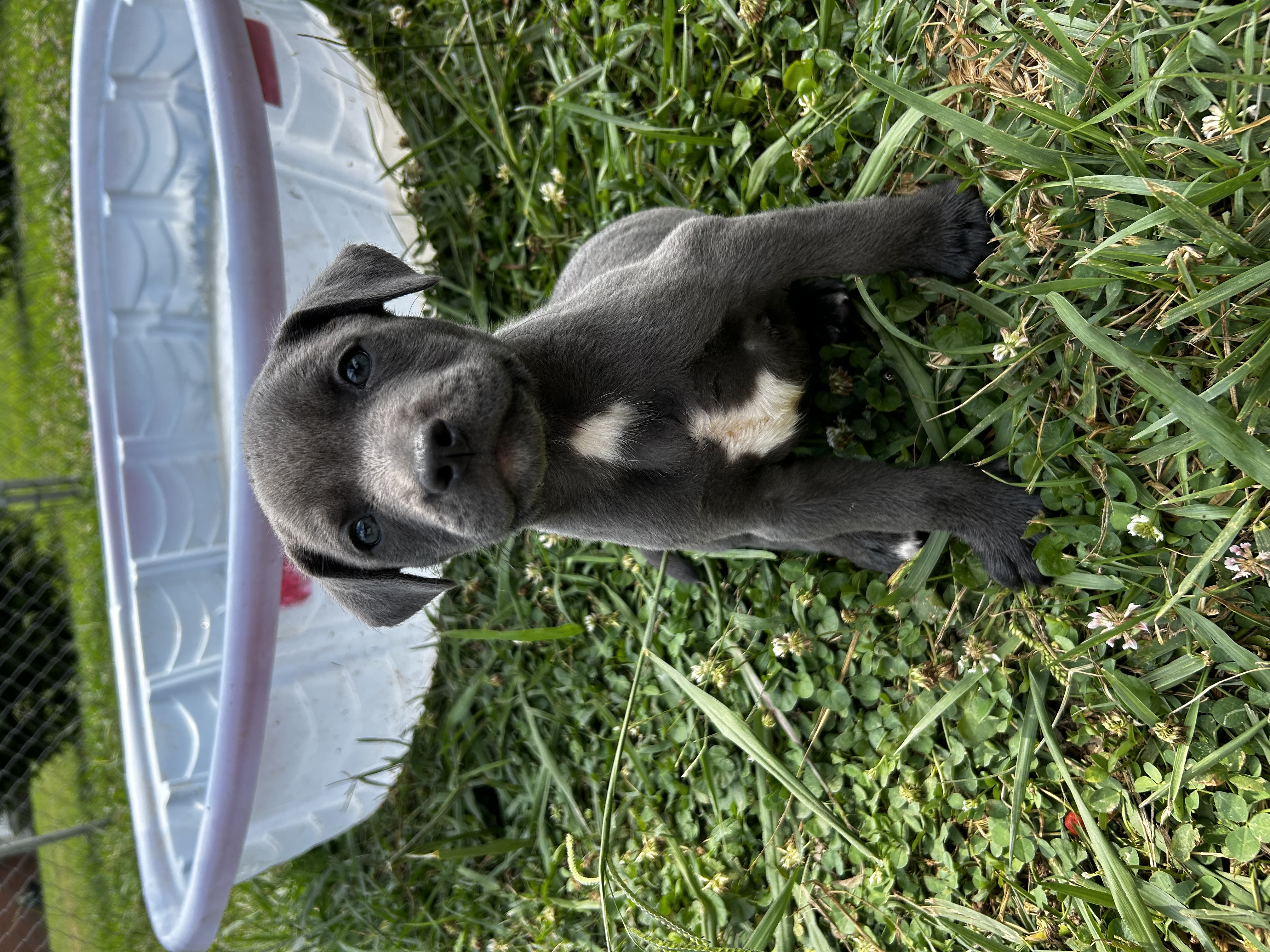 Enlarge Colin, a Adopted Beagle in Indian Trail, NC image 3/3