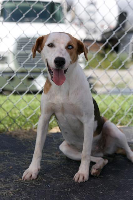 Ears, Adoptable, Adult Female Beagle & Yellow Labrador Retriever.