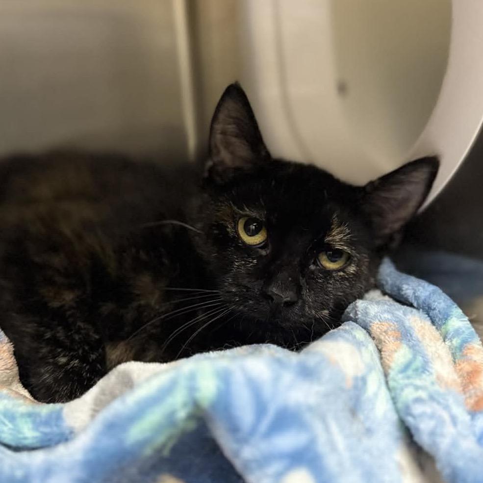 Beauty, Adoptable, Adult Female Domestic Short Hair & Domestic Short Hair.