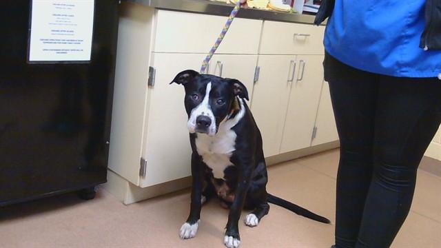 LUCKY, Adoptable, Young Male Pit Bull Terrier & Mixed Breed.