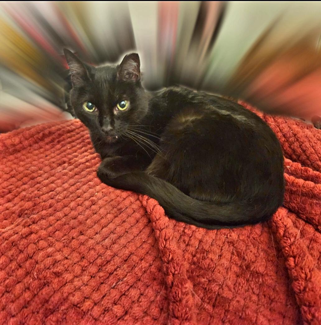 Enlarge Vampira, a Adoptable mixed breed in BEVERLY HILLS, CA image 3/5