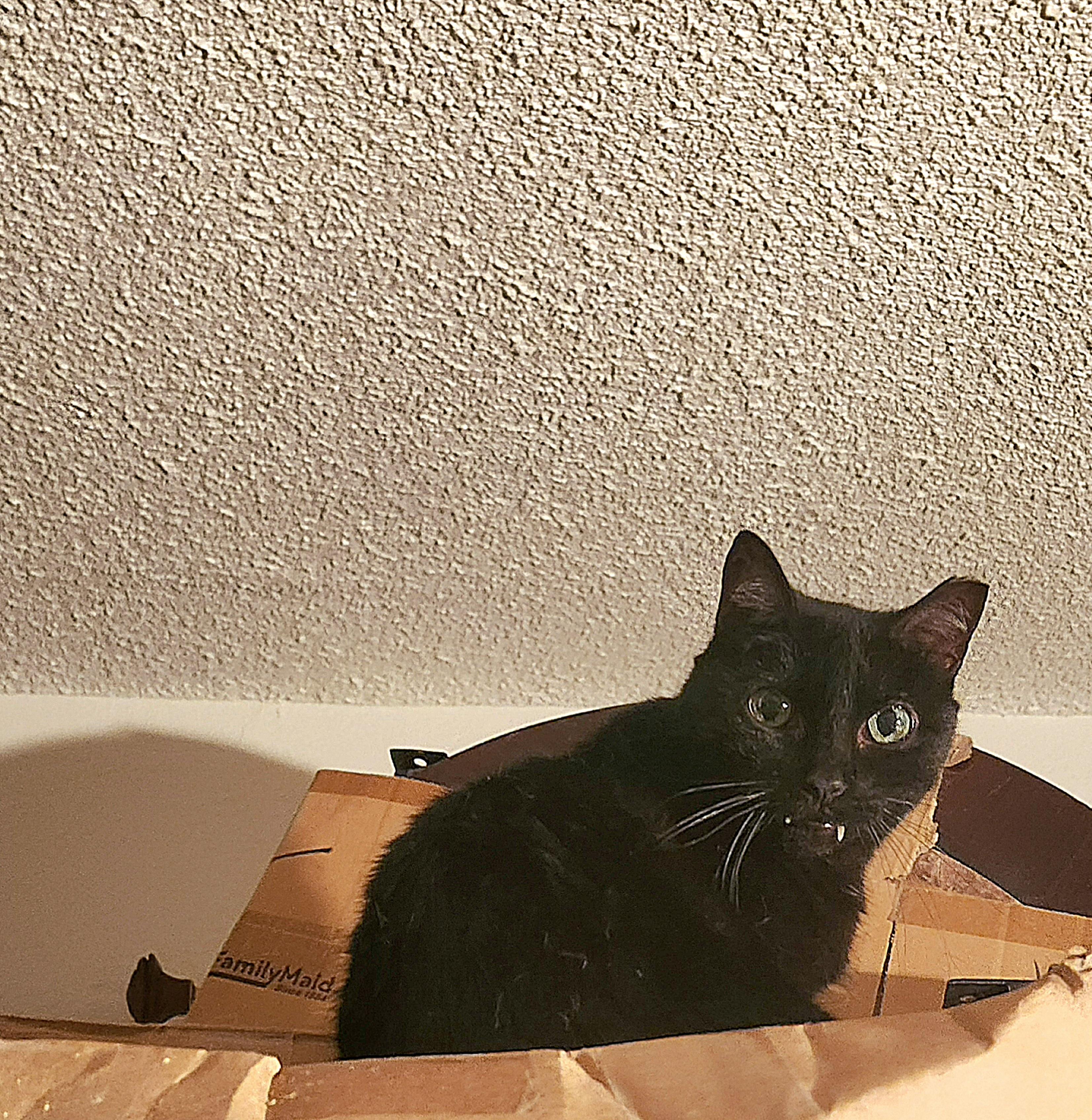 Enlarge Vampira, a Adoptable mixed breed in BEVERLY HILLS, CA image 2/5