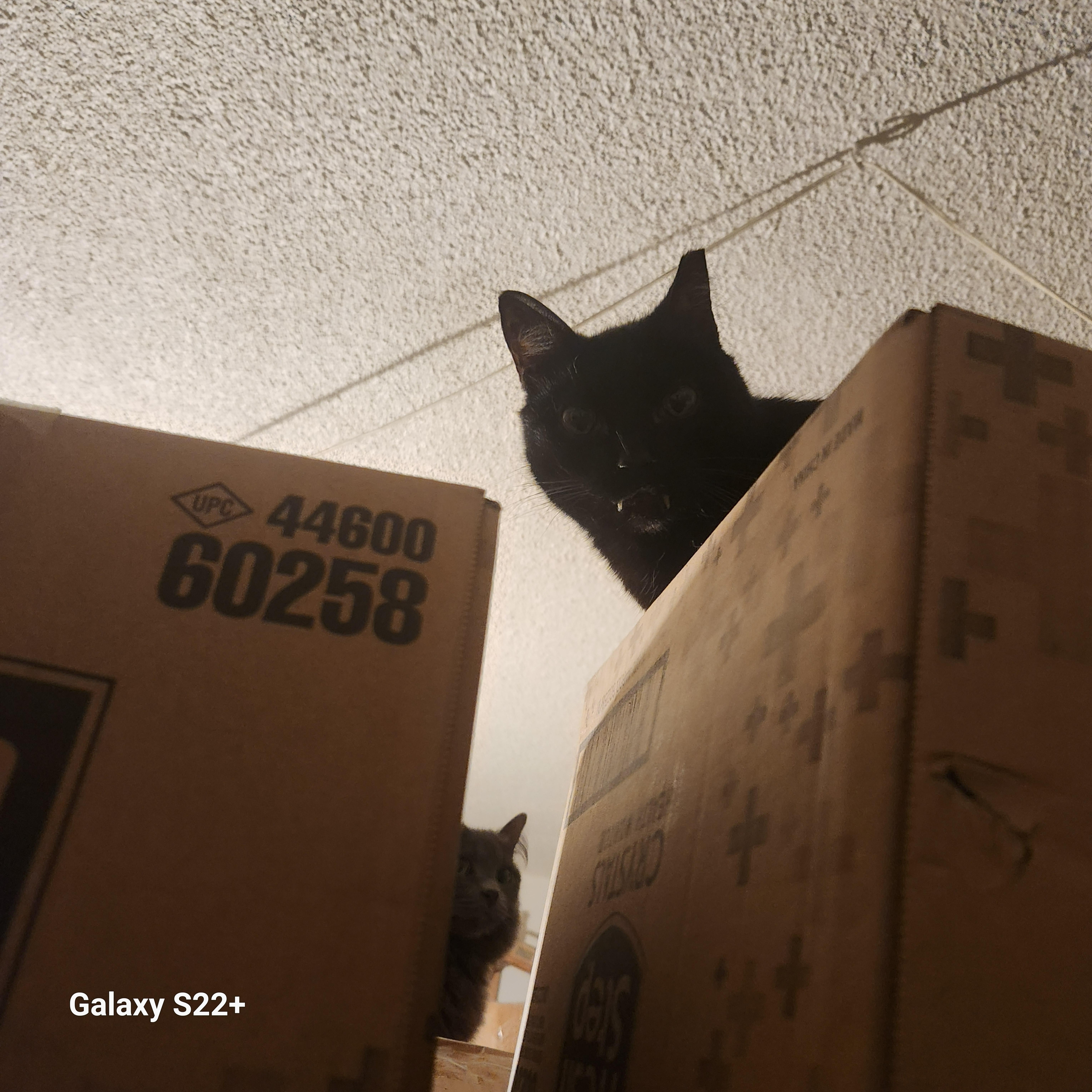 Enlarge Vampira, a Adoptable mixed breed in BEVERLY HILLS, CA image 4/5