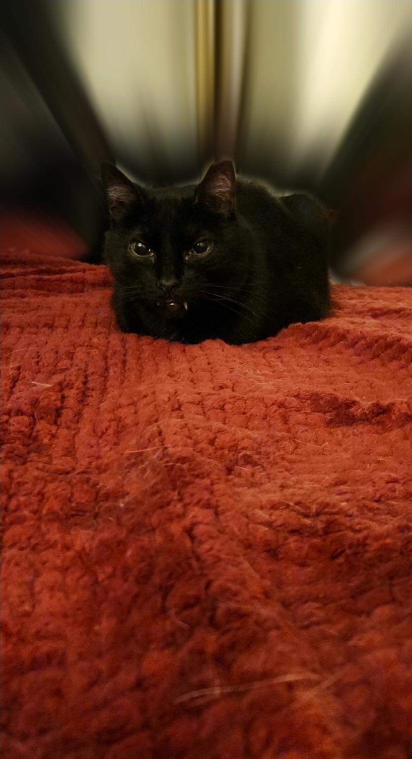 Vampira, Adoptable, Adult Female Bombay & Burmese.