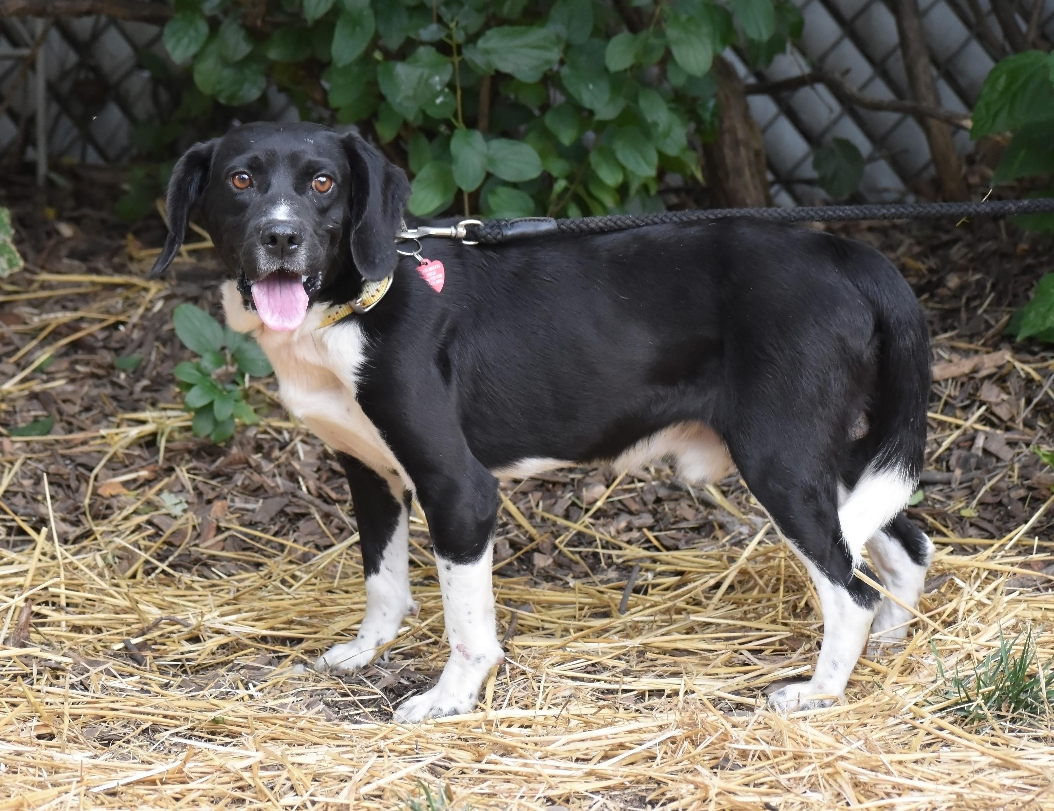 Dempster- URGENT FOSTER HOME NEEDED, a Adoptable mixed breed in Wood Dale, IL image 1/6