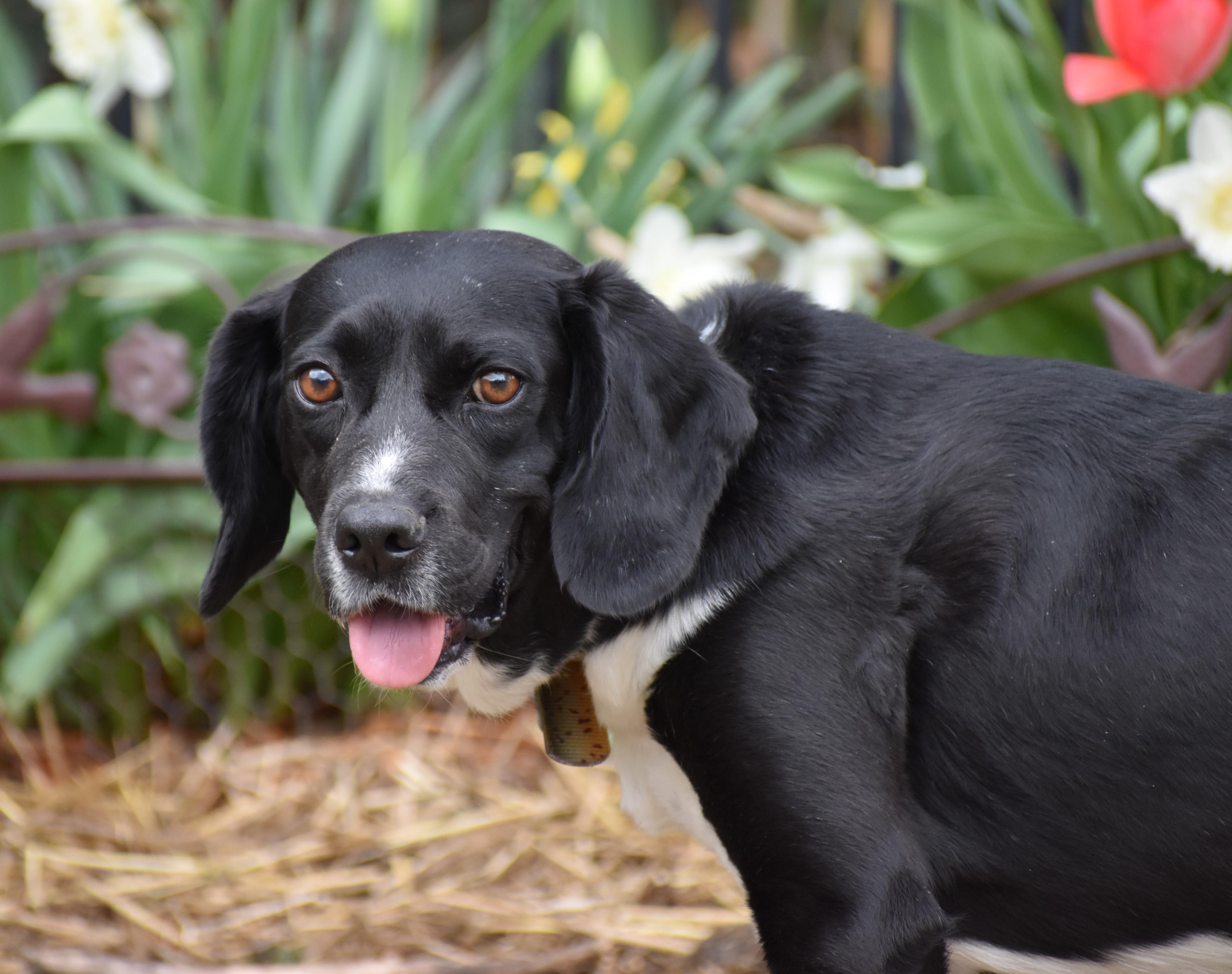 Enlarge Dempie, a Adoptable mixed breed in Wood Dale, IL image 3/6