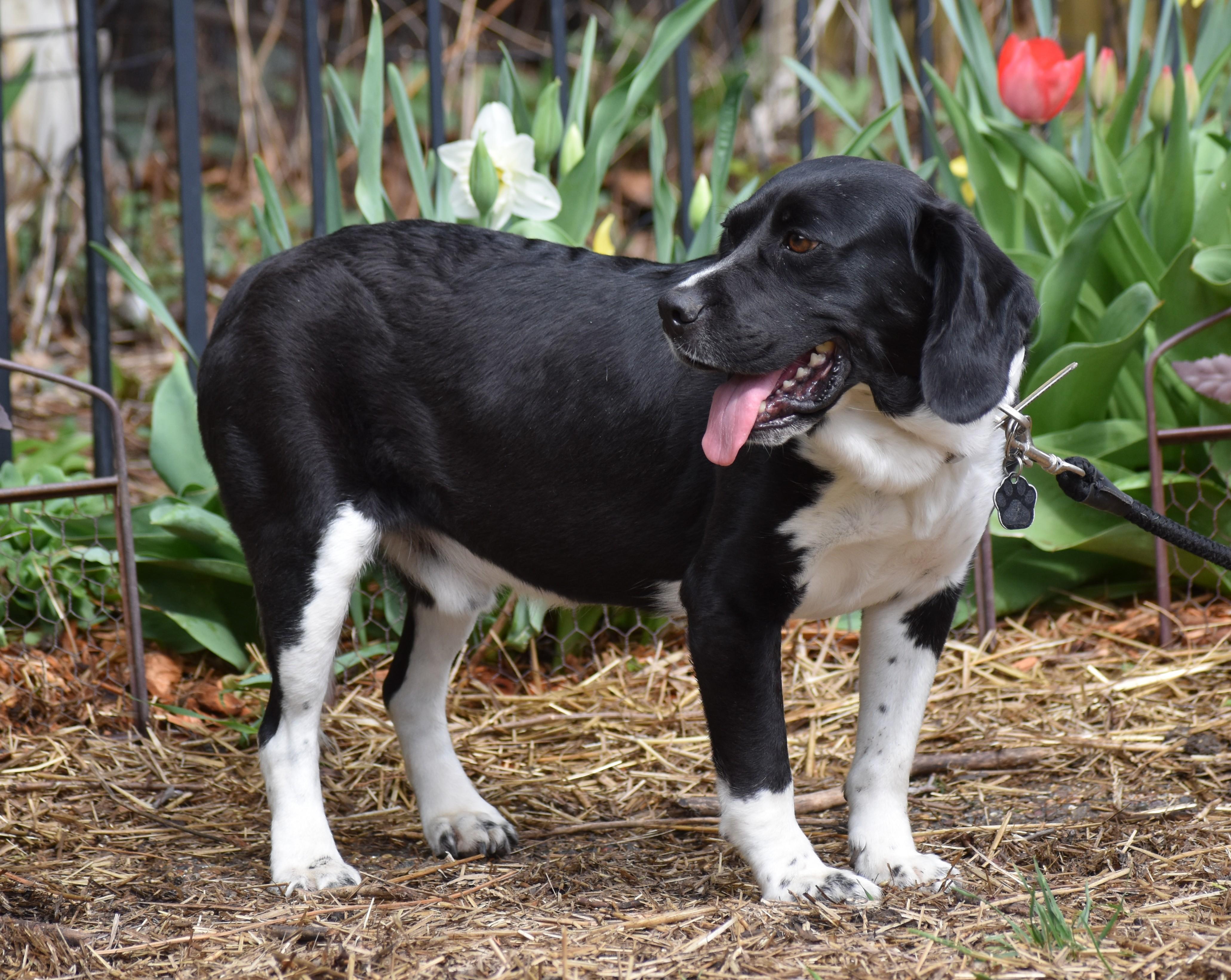 Enlarge Dempie, a Adoptable mixed breed in Wood Dale, IL image 5/6