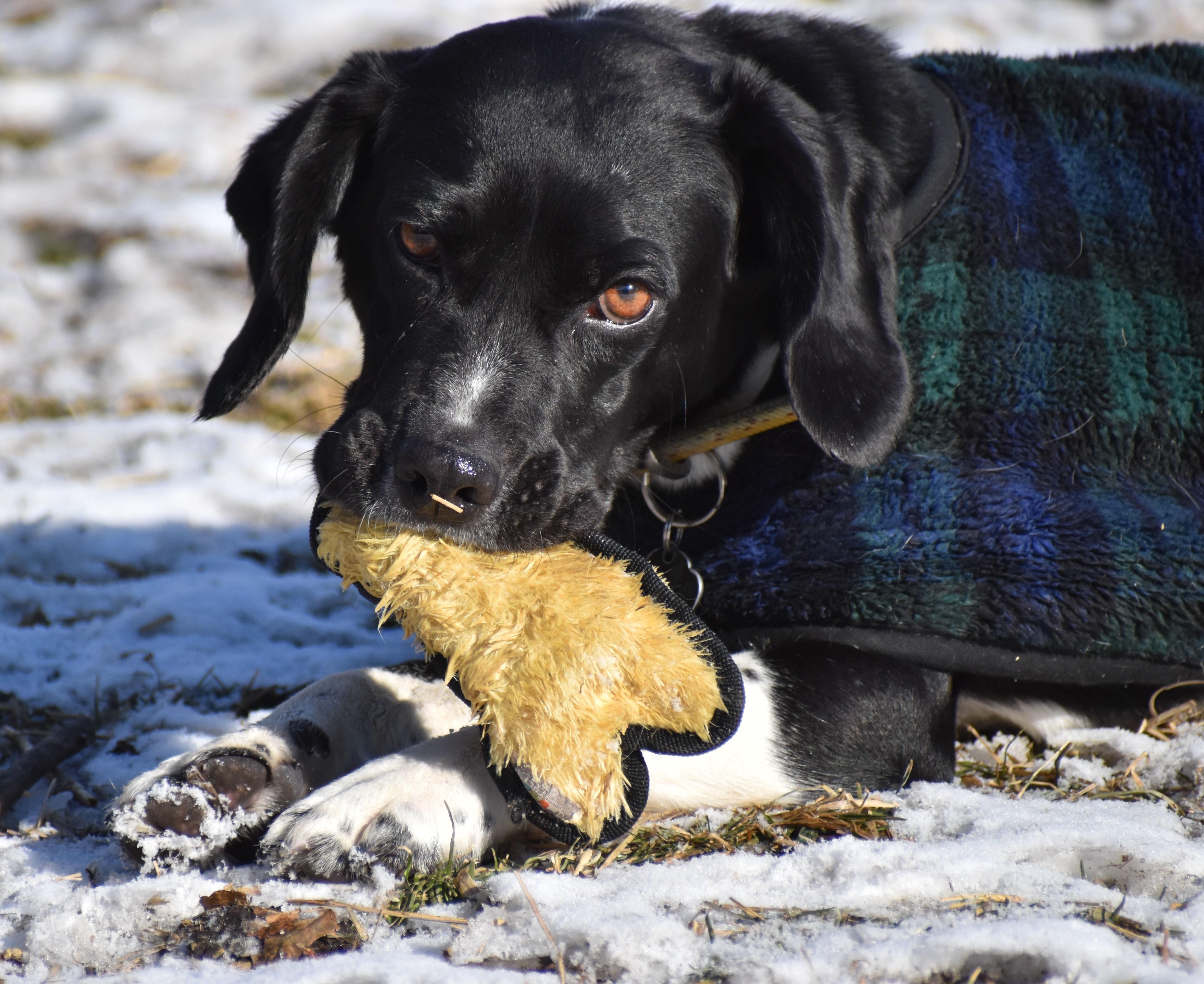 Dempster- URGENT FOSTER HOME NEEDED, a Adoptable mixed breed in Wood Dale, IL image 6/6
