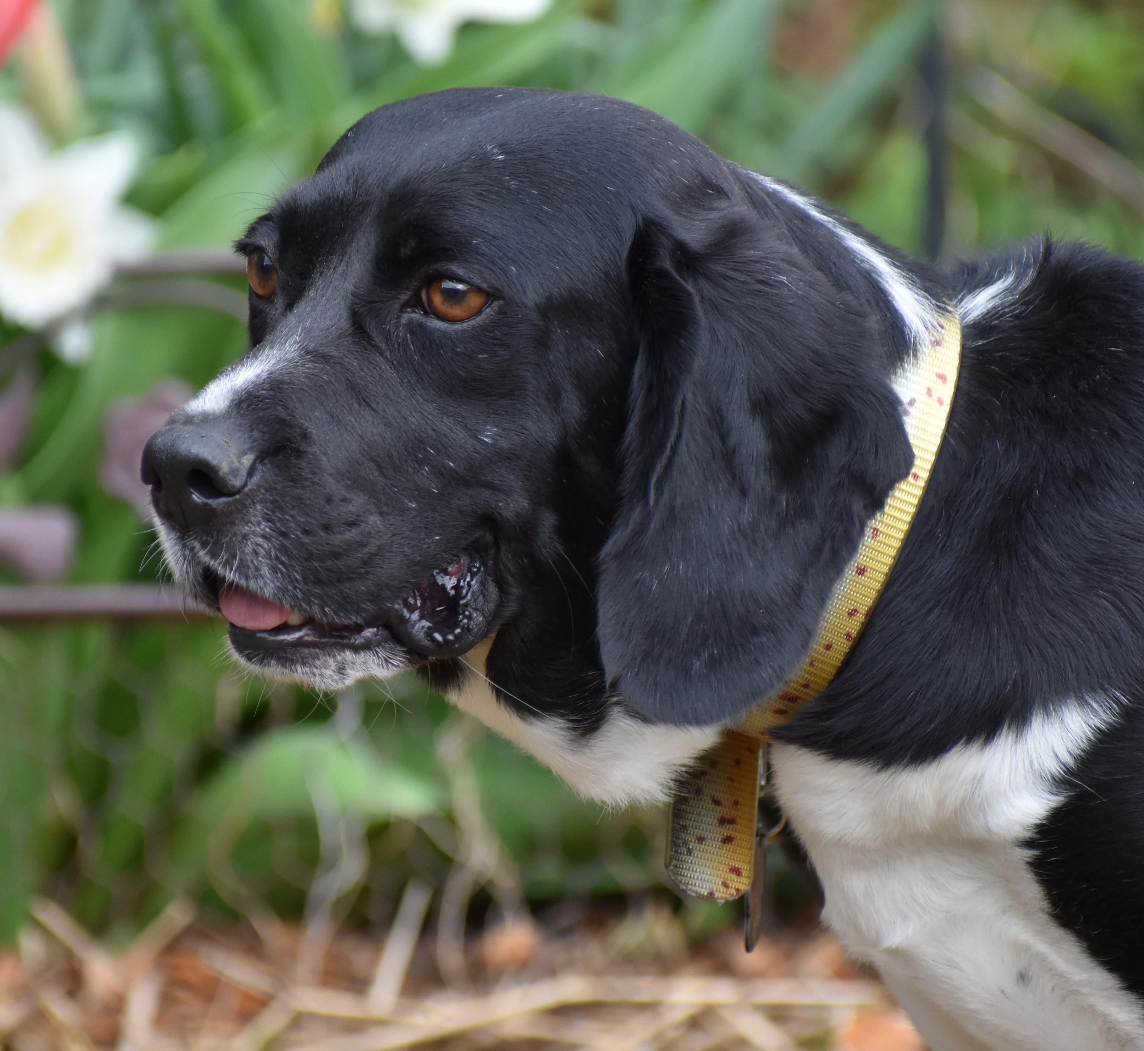 Enlarge Dempie, a Adoptable mixed breed in Wood Dale, IL image 4/6