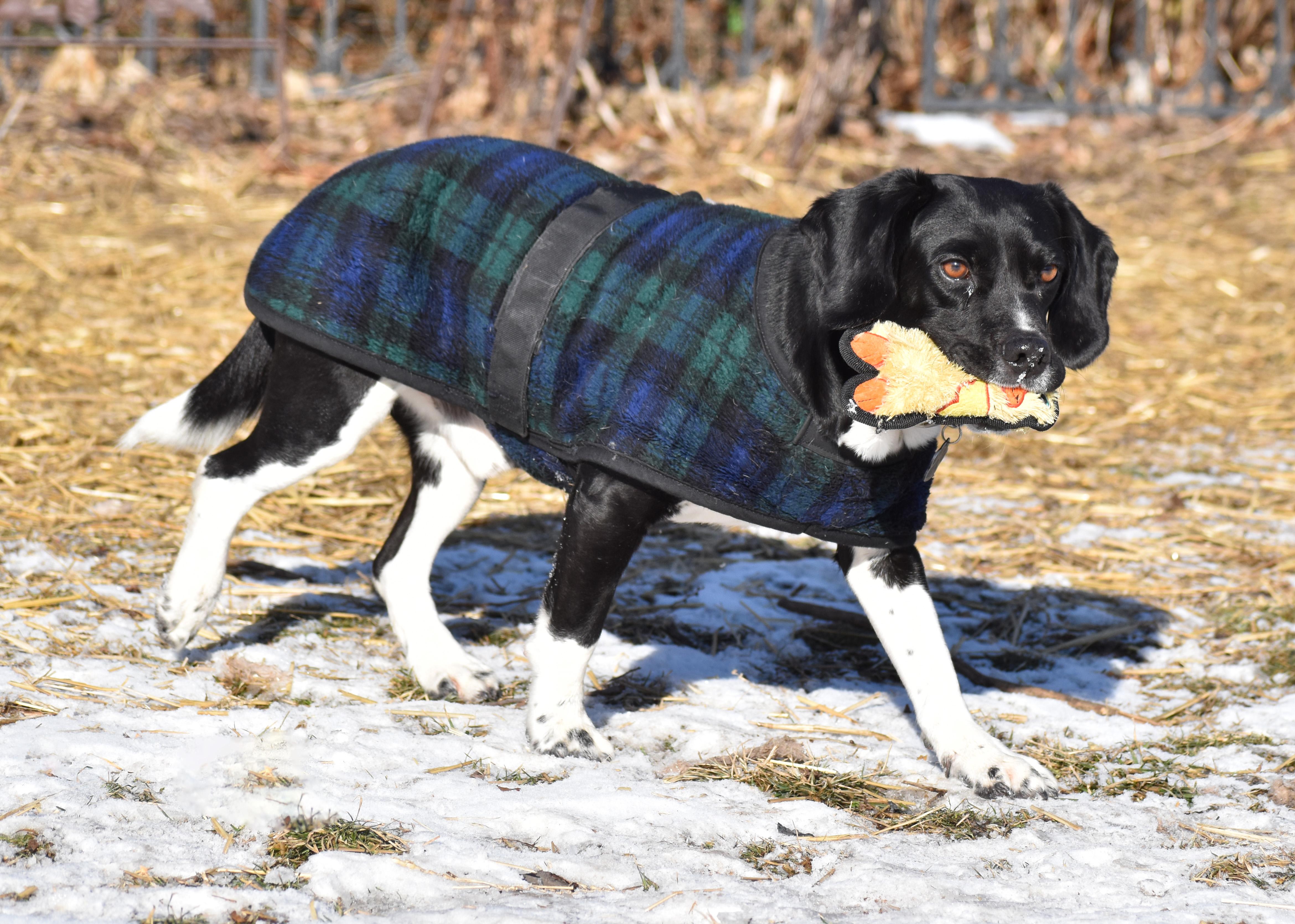 Dempster- URGENT FOSTER HOME NEEDED, a Adoptable mixed breed in Wood Dale, IL image 5/6