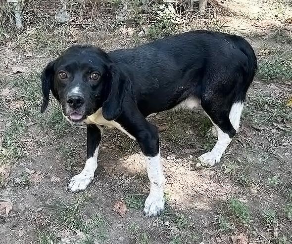 Dempster- URGENT FOSTER HOME NEEDED