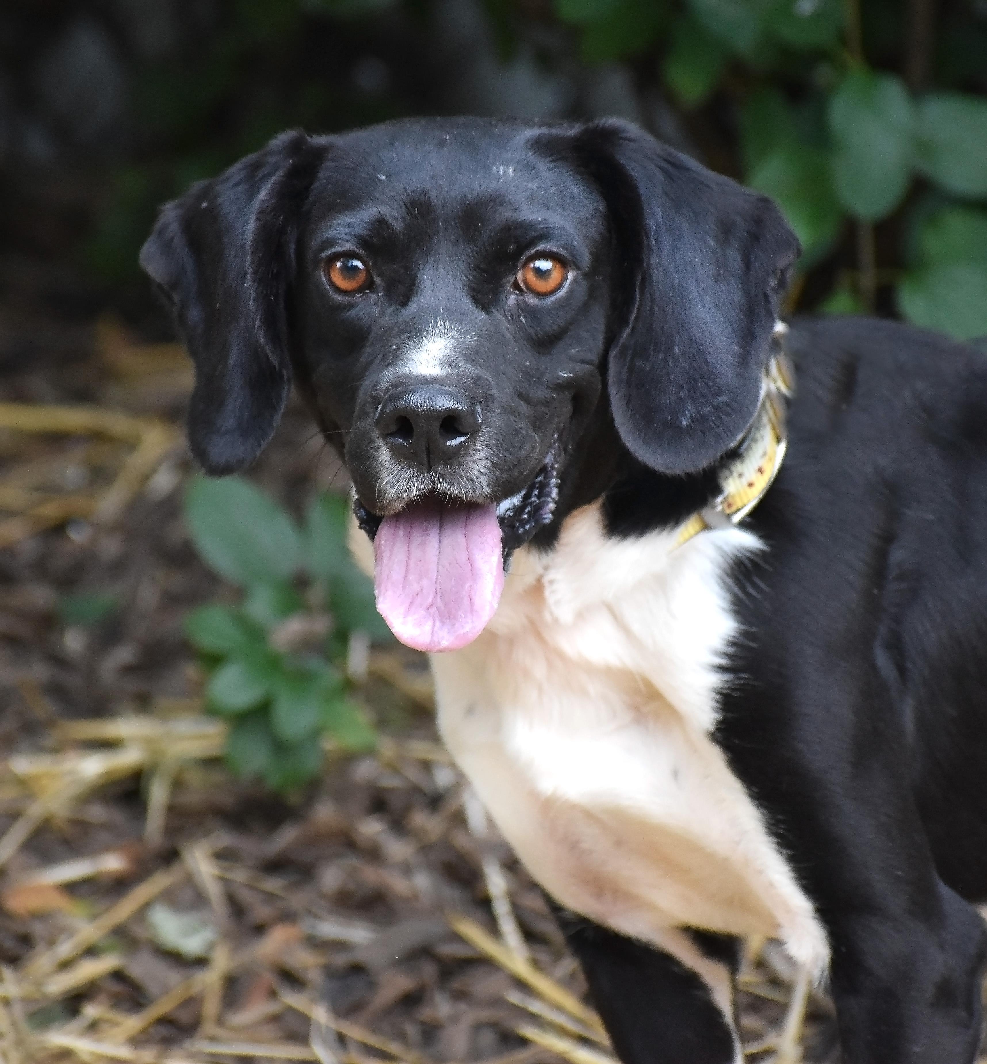 Dempster- URGENT FOSTER HOME NEEDED, Adoptable, Adult Male Beagle & Labrador Retriever.