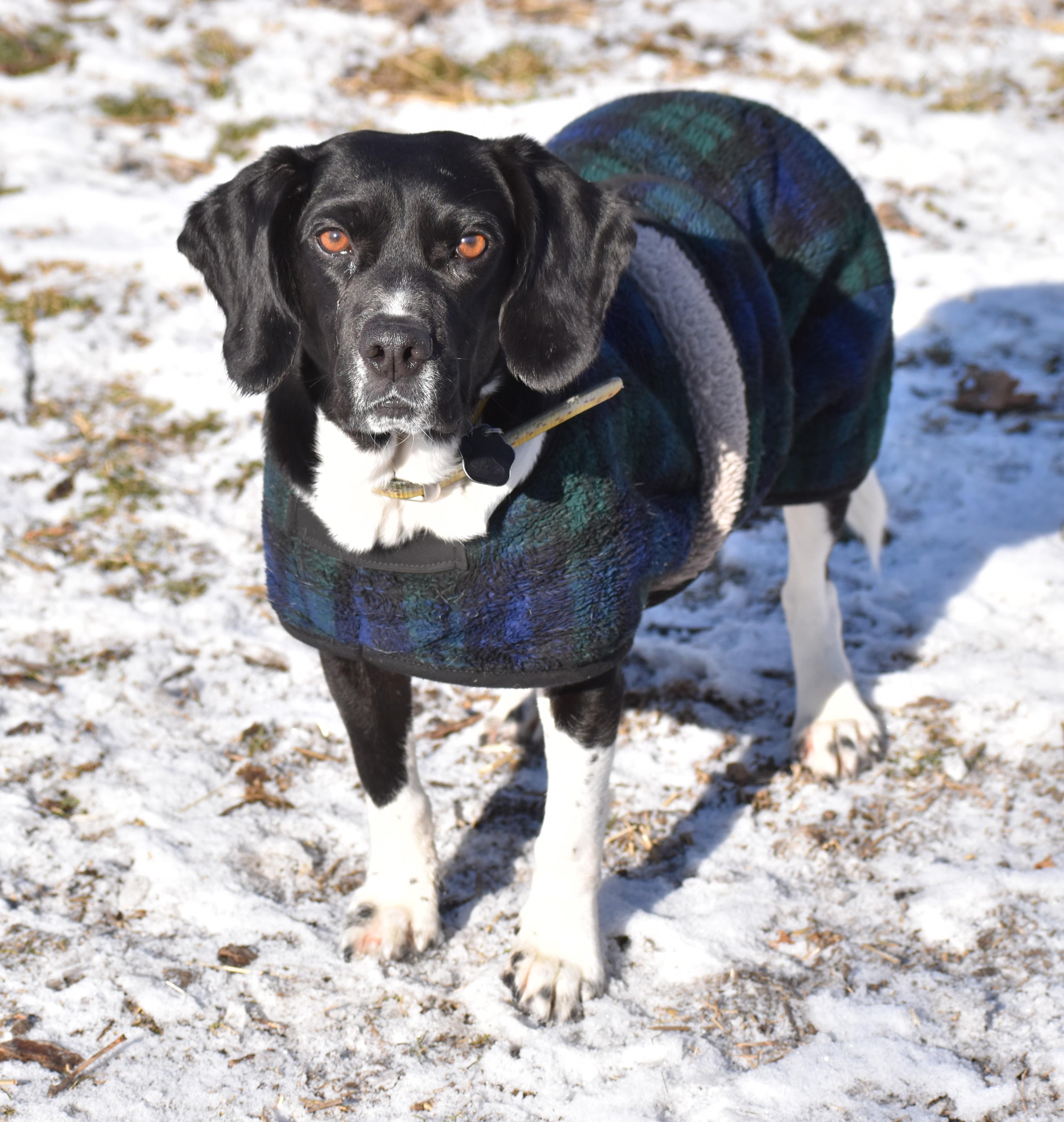 Dempster- URGENT FOSTER HOME NEEDED, a Adoptable mixed breed in Wood Dale, IL image 4/6