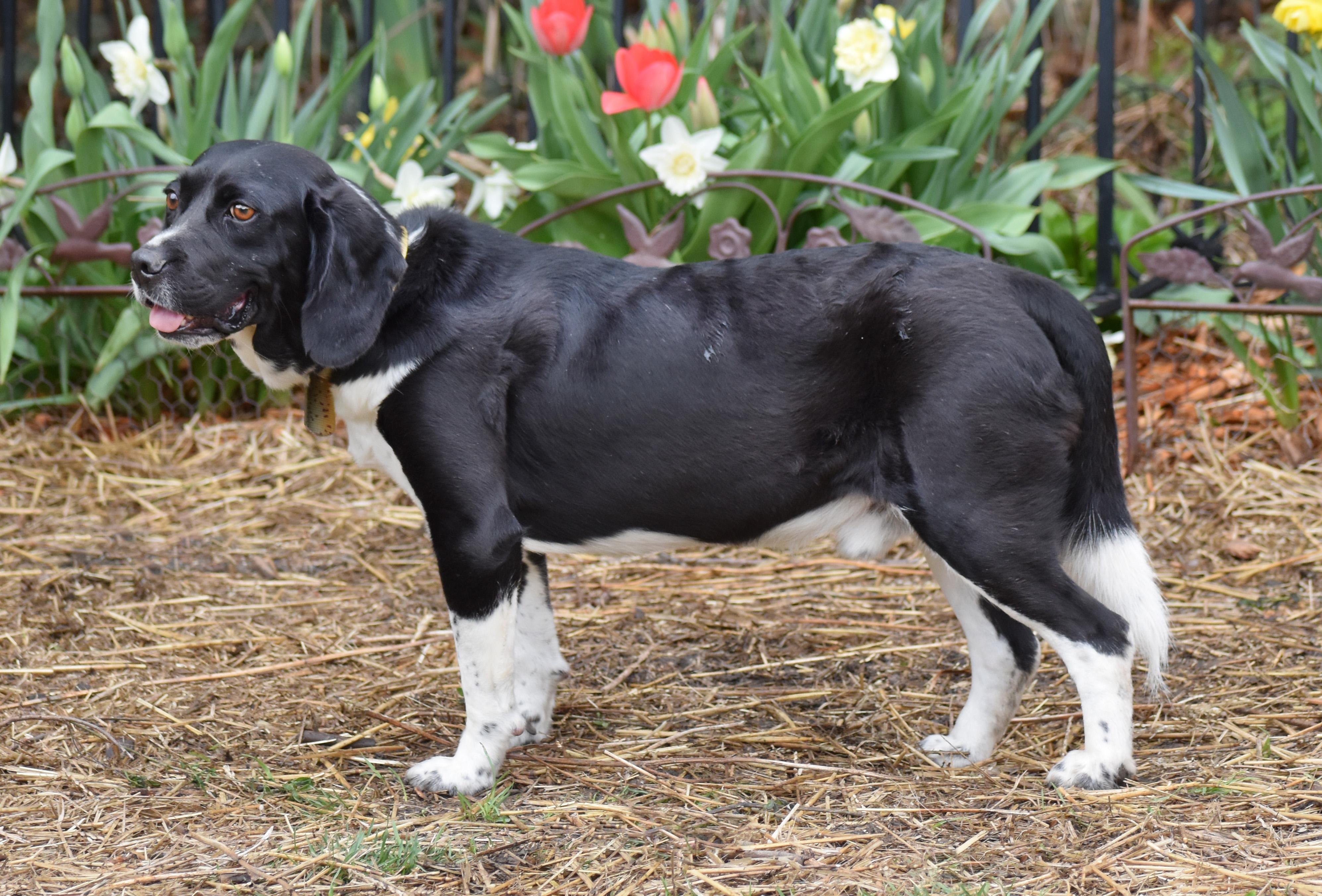 Enlarge Dempie, a Adoptable mixed breed in Wood Dale, IL image 2/6