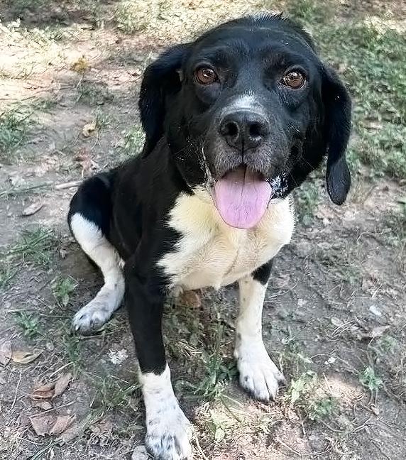 Dempster- URGENT FOSTER HOME NEEDED
