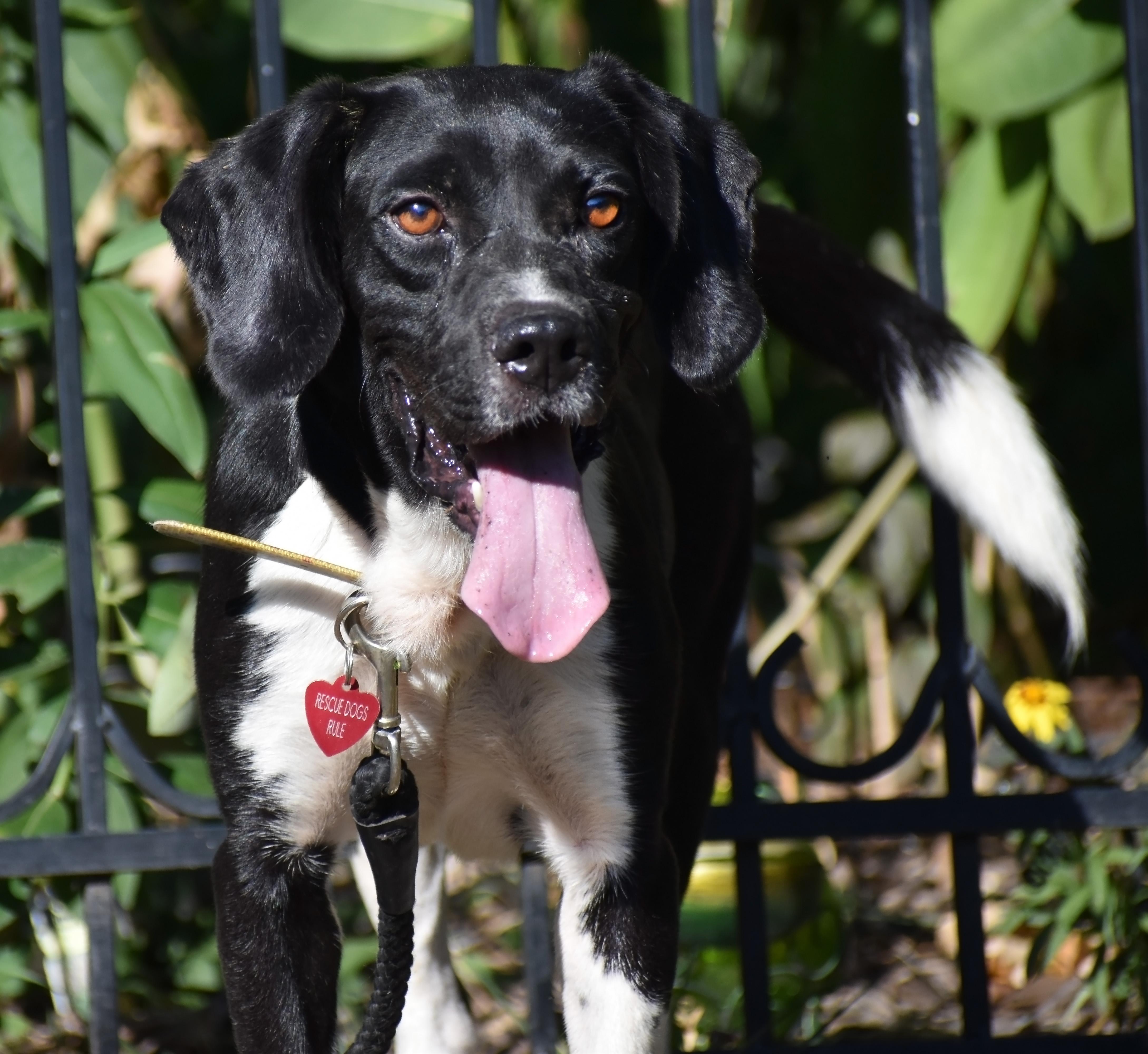 Dempster- URGENT FOSTER HOME NEEDED, a Adoptable mixed breed in Wood Dale, IL image 3/6