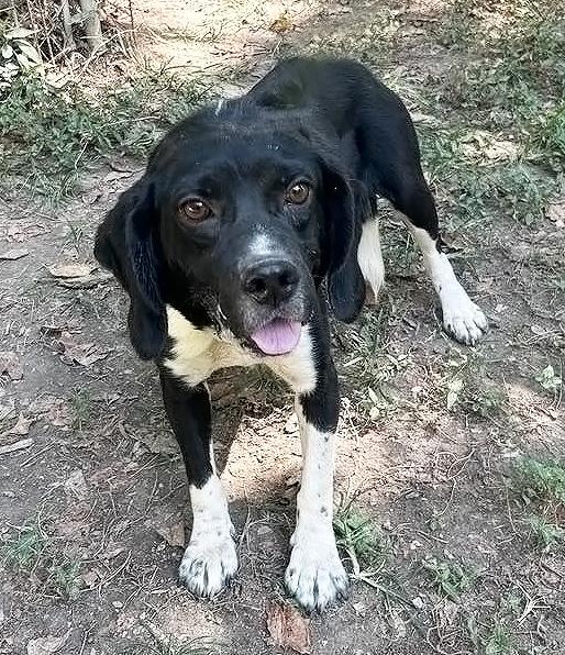 Dempster- URGENT FOSTER HOME NEEDED, a Adoptable mixed breed in Wood Dale, IL image 4/6