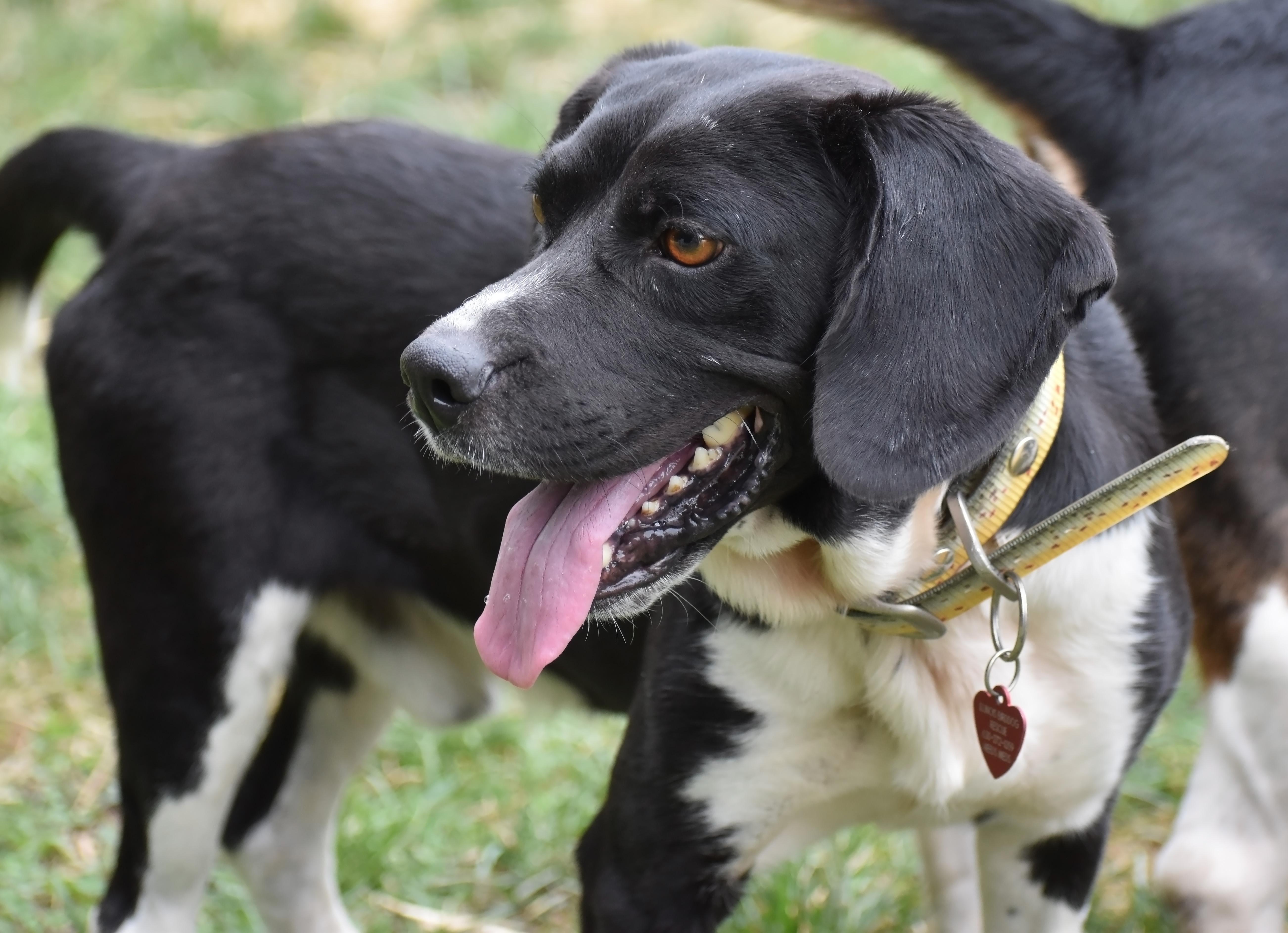 Dempster- URGENT FOSTER HOME NEEDED