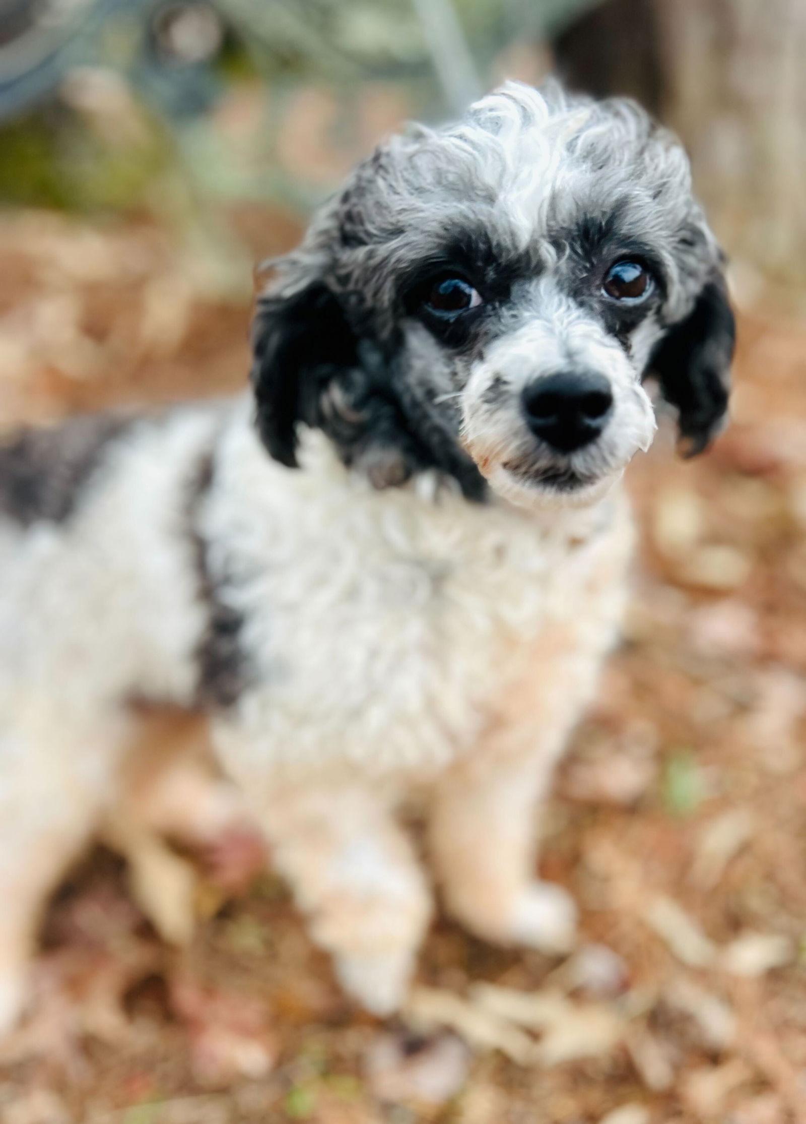 Enlarge Cindy Oct 25 bonded to Penny Oct 25, a Adoptable Poodle in Pacolet, SC image 1/3