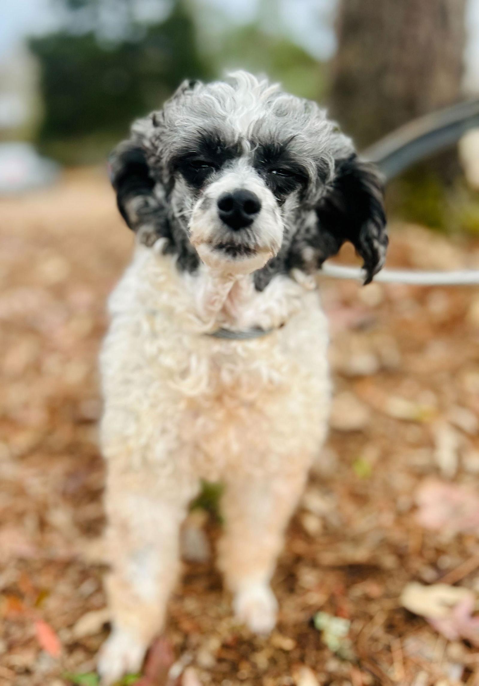 Enlarge Cindy Oct 25 bonded to Penny Oct 25, a Adoptable Poodle in Pacolet, SC image 2/3
