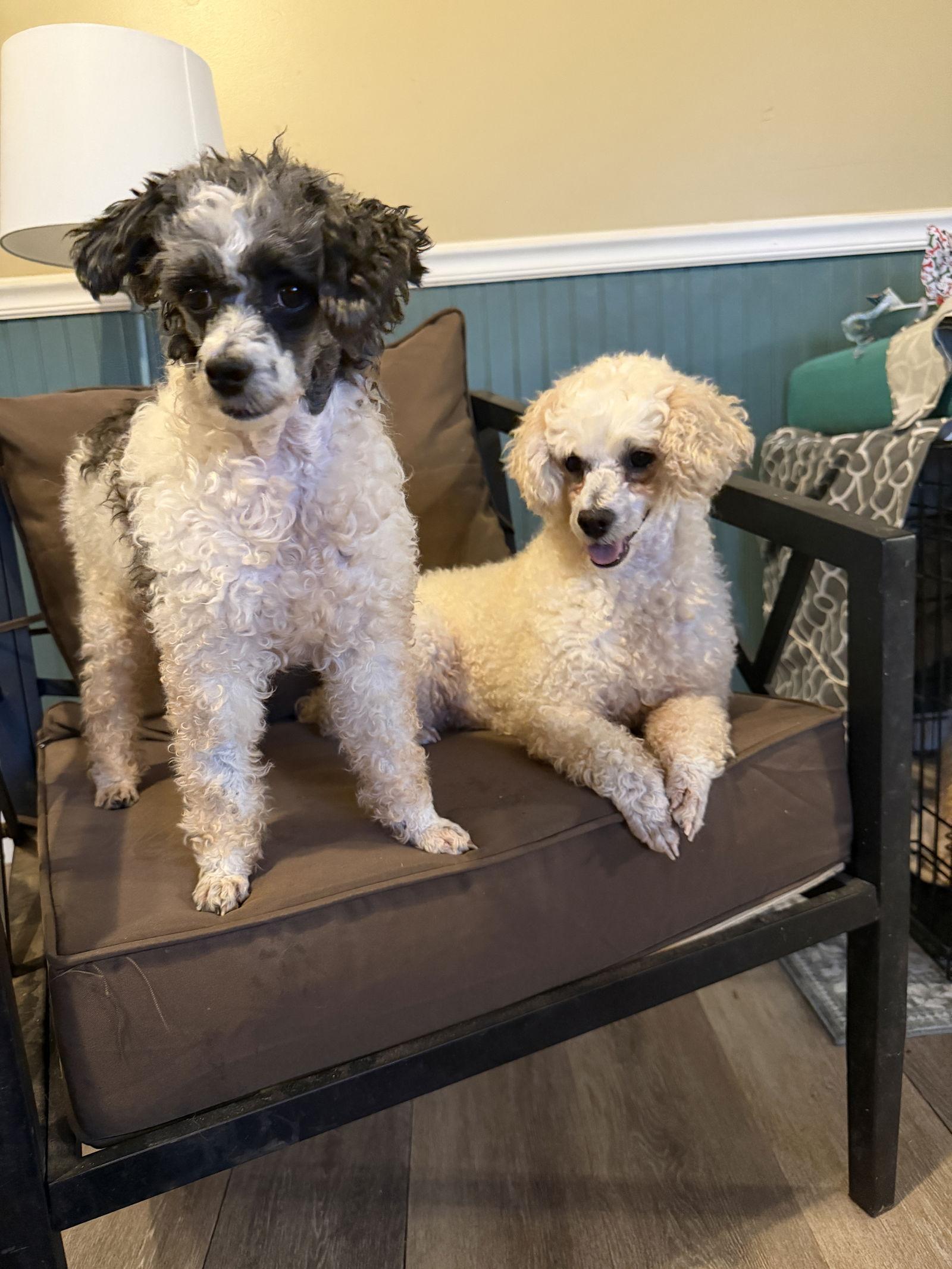 Enlarge Cindy Oct 25 bonded to Penny Oct 25, a Adoptable Poodle in Pacolet, SC image 3/3