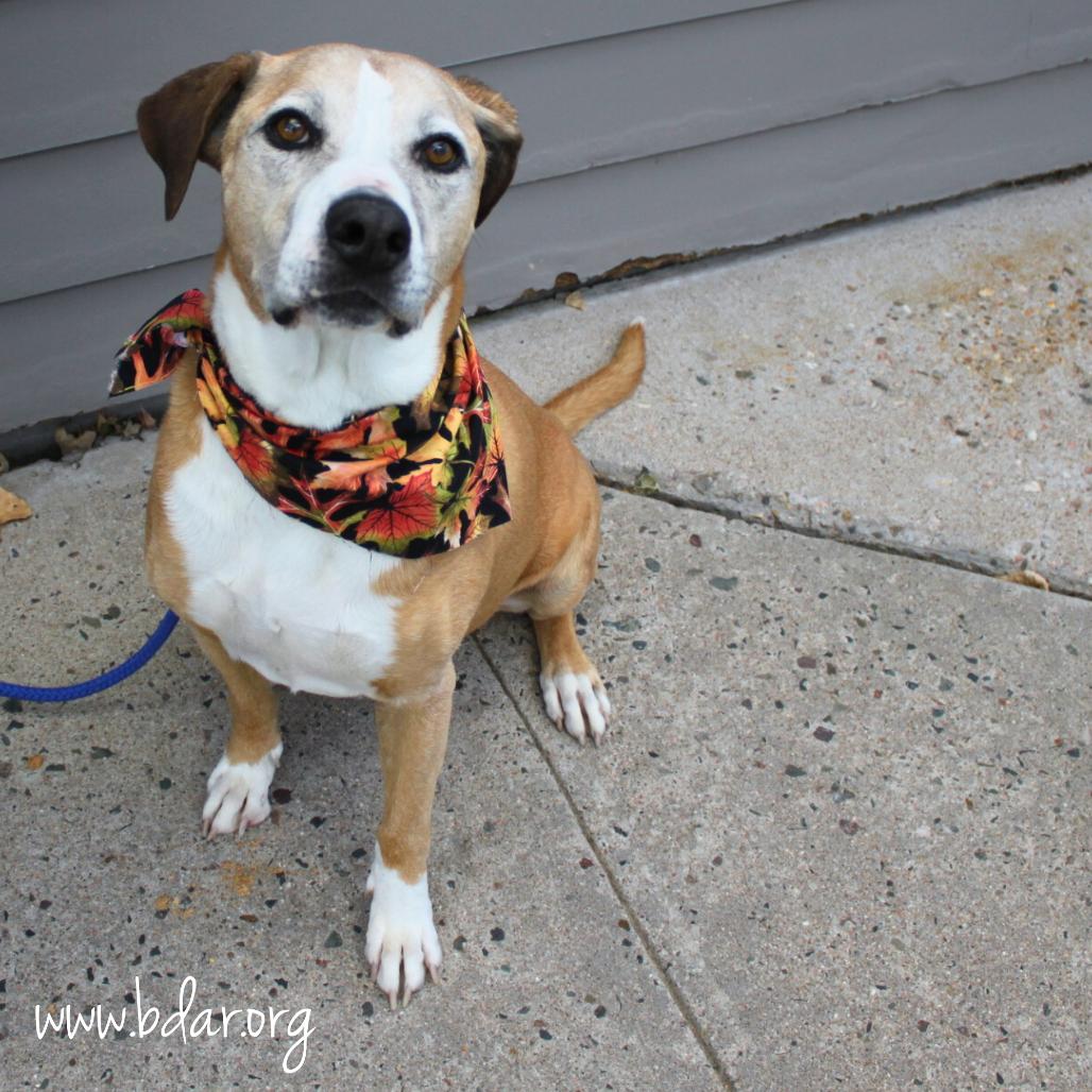 Jack, Adoptable, Senior Male Boxer.