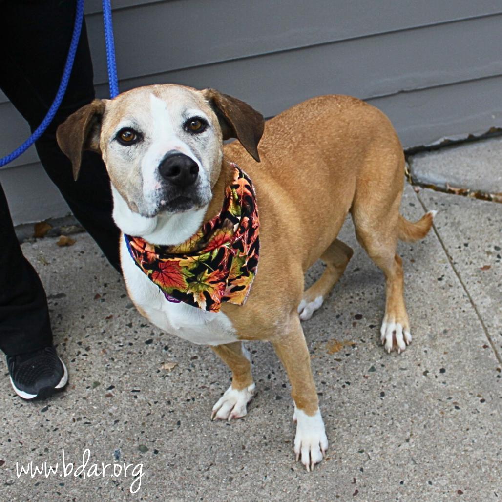 Jack, a Adoptable mixed breed in Cheyenne, WY image 2/3