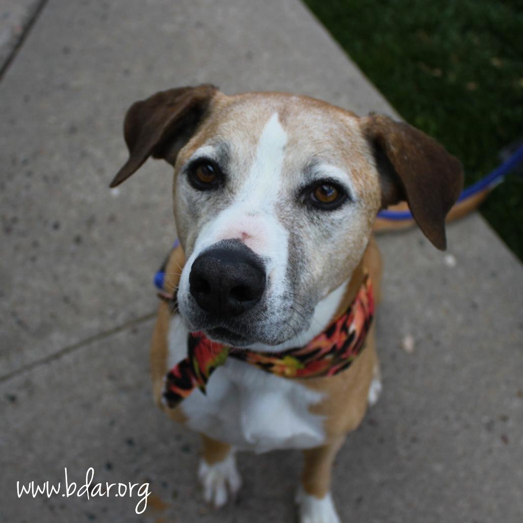 Jack, a Adoptable mixed breed in Cheyenne, WY image 3/3
