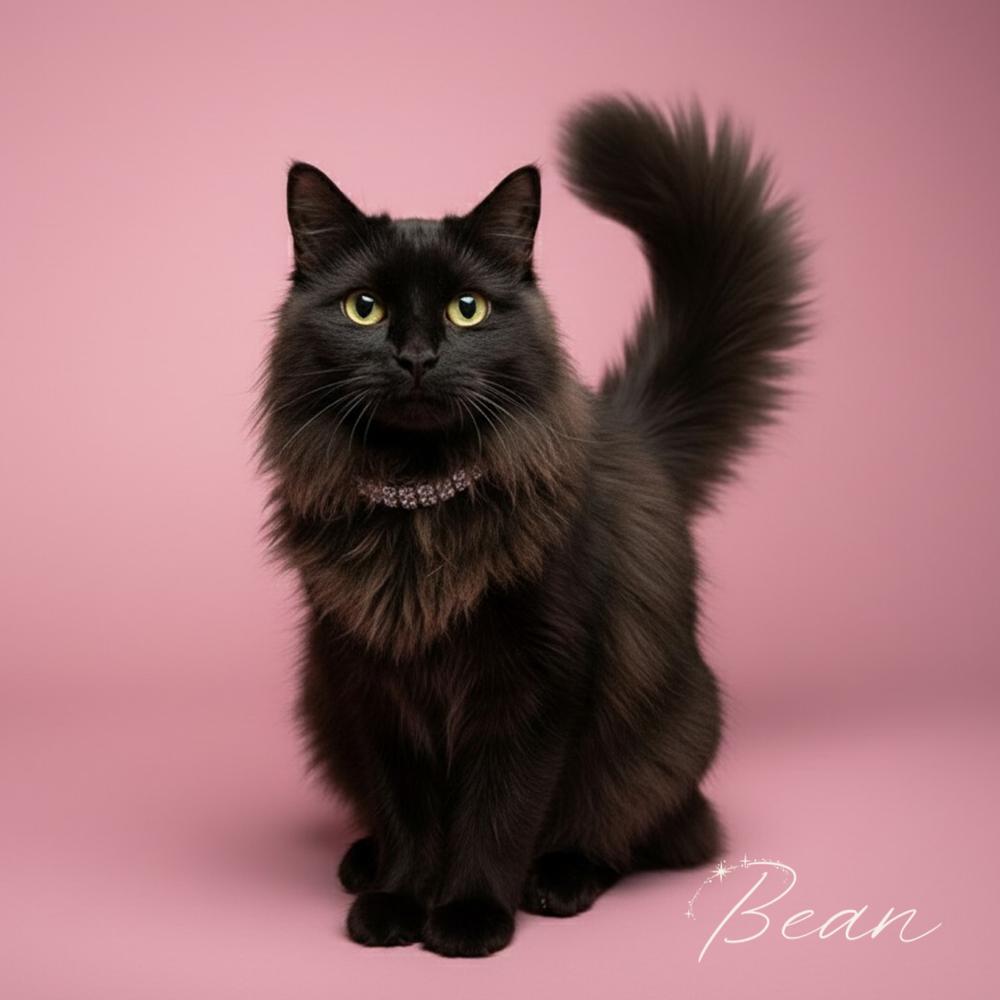 Bean, Adoptable, Young Female Domestic Long Hair.