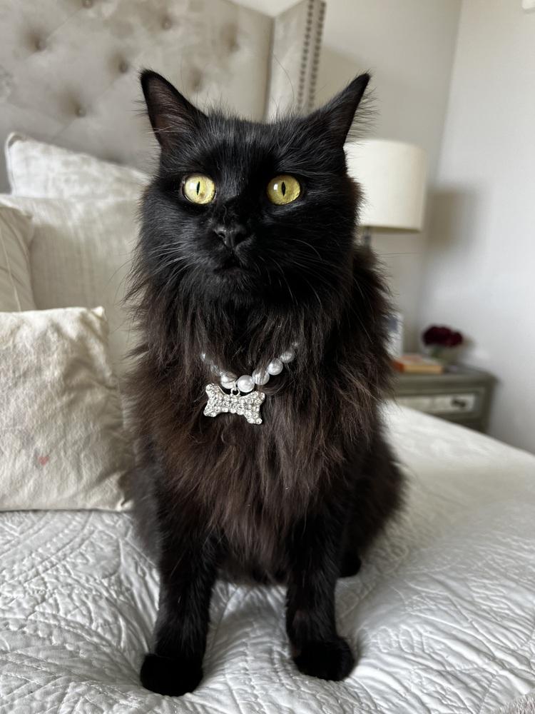 Enlarge Bean, a Adoptable Domestic Long Hair in Fort Lauderdale, FL image 2/4
