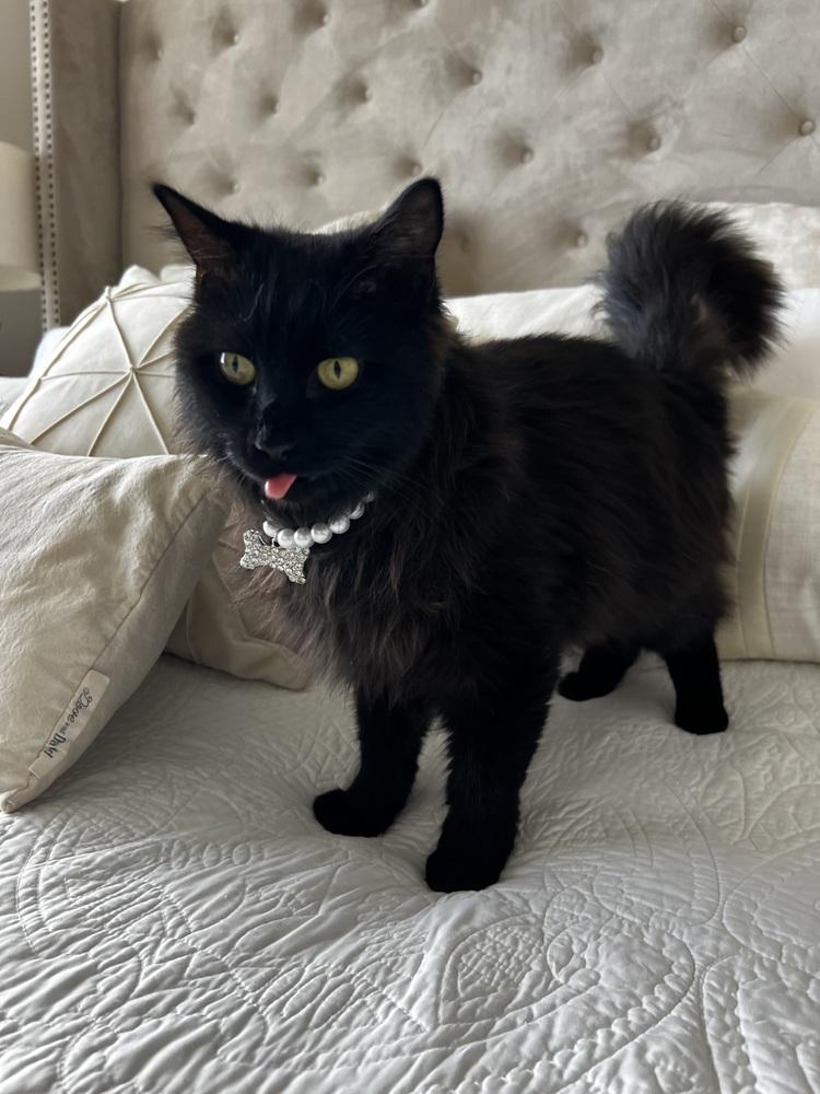 Enlarge Bean, a Adoptable Domestic Long Hair in Fort Lauderdale, FL image 3/4