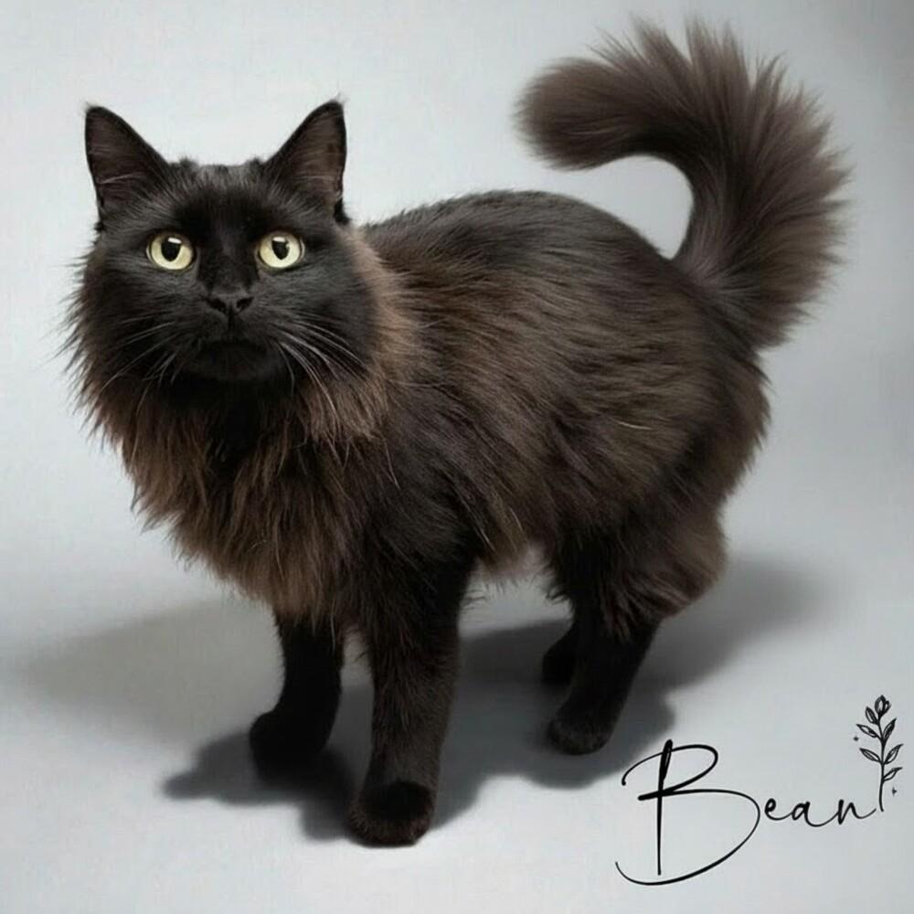 Enlarge Bean, a Adoptable Domestic Long Hair in Fort Lauderdale, FL image 4/4
